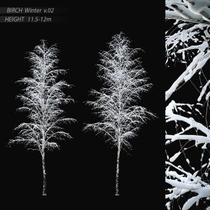 Birch Winter V.02 (11.5-12m)