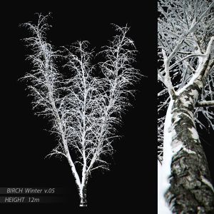 Birch Winter V.05 (12m)