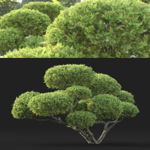 Juniperus Bonsai 01