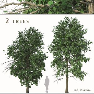 Set Of Acer Buergerianum Trees ( Trident Maple )
