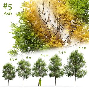 Ash-tree Fraxinus #5