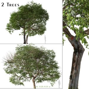Set Of Quercus Ilex Tree ( Holly Oak ) (2 Trees)