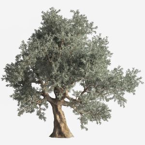 Olive Tree 03