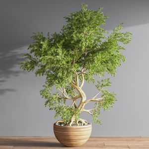 Plant Bonsai 05