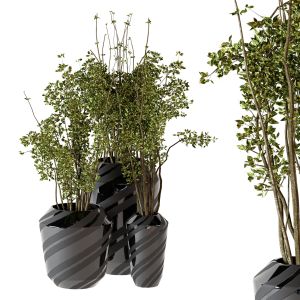 Indoor Plants 05 - Plants In Plastic Pots