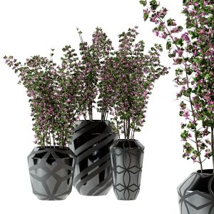 Indoor Plants 06 - Plants In Plastic Pots
