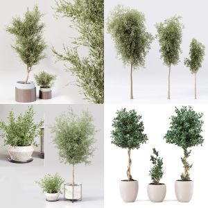 5 Collection Indoor Plants 02