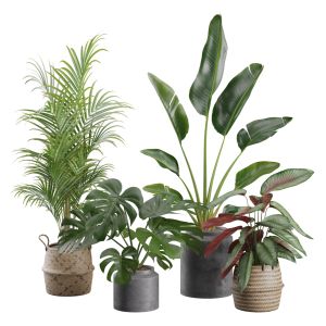 Indoor Plants Pack 29