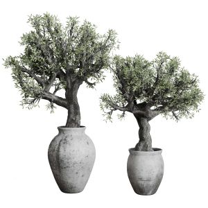 Old Olive Tree In Dirty Concrete Pot Outdoor Plant