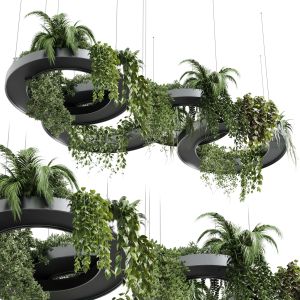 Hanging Plants Indoor Plants 309