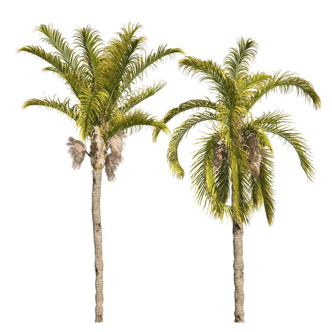Cocos Palm Trees - 3D Model for VRay, Corona
