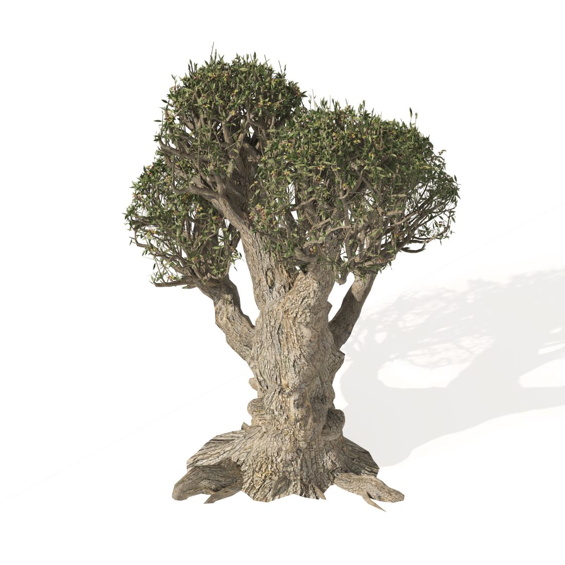 Ancient Olive Tree 3D Model for VRay, Corona | CGMood
