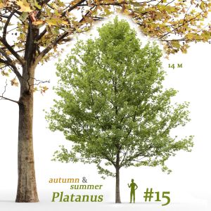 Plane-tree Sycamore Platanus #15