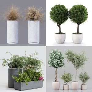 5 Collection Indoor Plants 03