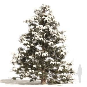 Winter Juniperus Virginiana With Snow