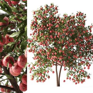 Pomegranate Fruit Trees 3d Model