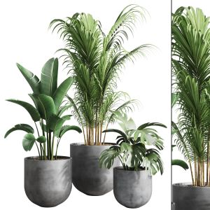 Indoor Plants-016