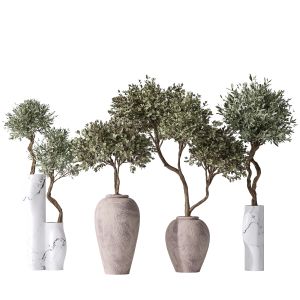 Mission Olive Tree Indoor Vase 02