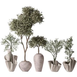 Mission Olive Tree Indoor Vase 01