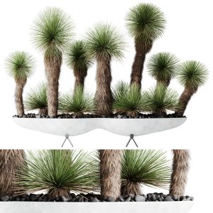 Plants Yucca Elephantipes Queretaroensis Set01