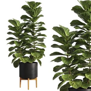 Indoor Plants-018-ficus Lyrata