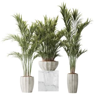 Plants Areca Majesty Cat Reed Palm Set01