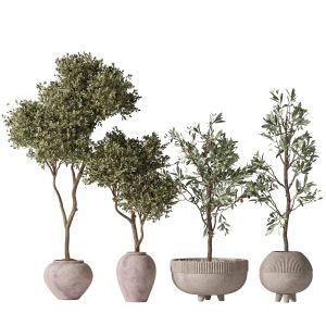 Mission Olive Tree Indoor Vase 06