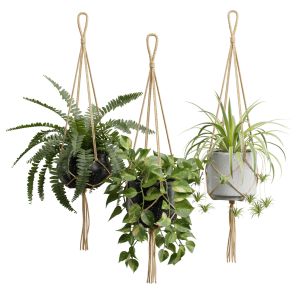 Hanging Plants 01