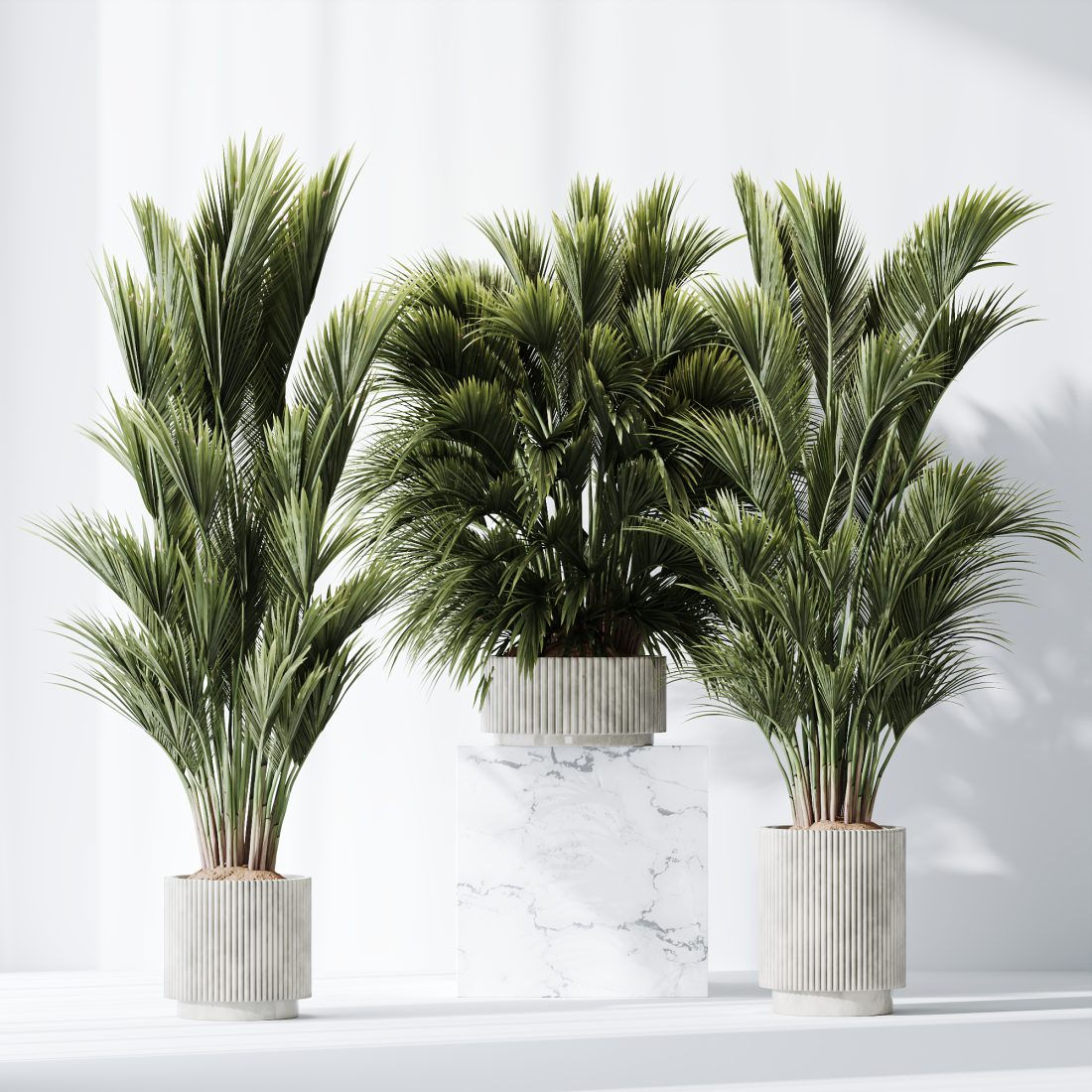 Plants Areca Majesty Cat Reed Palm Set05 - 3D Model for Corona, VRay
