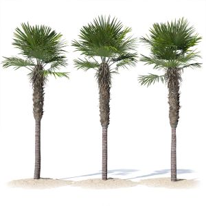 Trachycarpus Fortunei Palm Tree 02