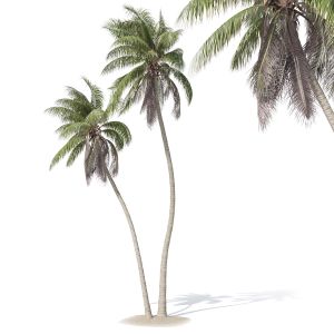 Cocos Nucifera Palm Tree 01