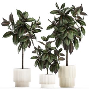 Small Ornamental Trees In Pots With Ficus Elastica