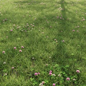 Field Grass With Clover 02