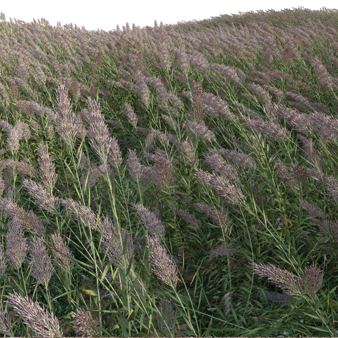 Mexican Reeds Arundo Donax - Giant Reed - Spanish Reed 02 - 3D Model for VRay