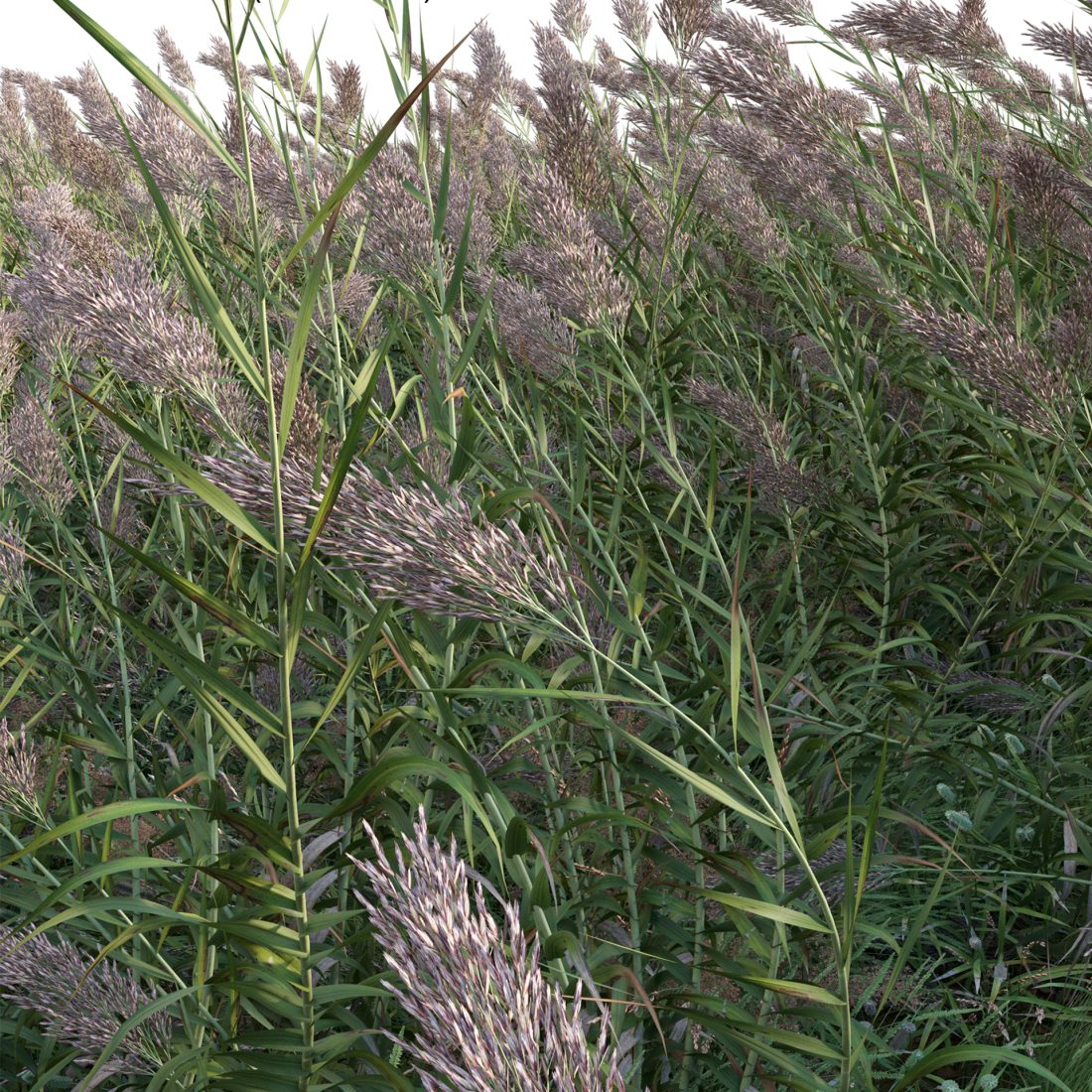 Arundo Donax - Giant Reed - Spanish Reed 3D Model for VRay, Corona | CGMood
