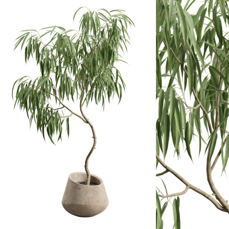 Potted Ficus Alii by AllQuad