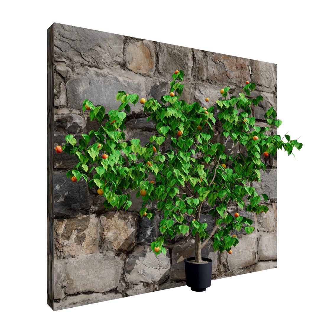 British Apricot 'flavorcot' Tree 3d Model 3D Model for VRay, Corona ...
