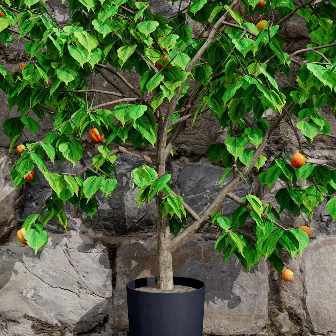 British Apricot 'flavorcot' Tree 3d Model 3D Model for VRay, Corona ...