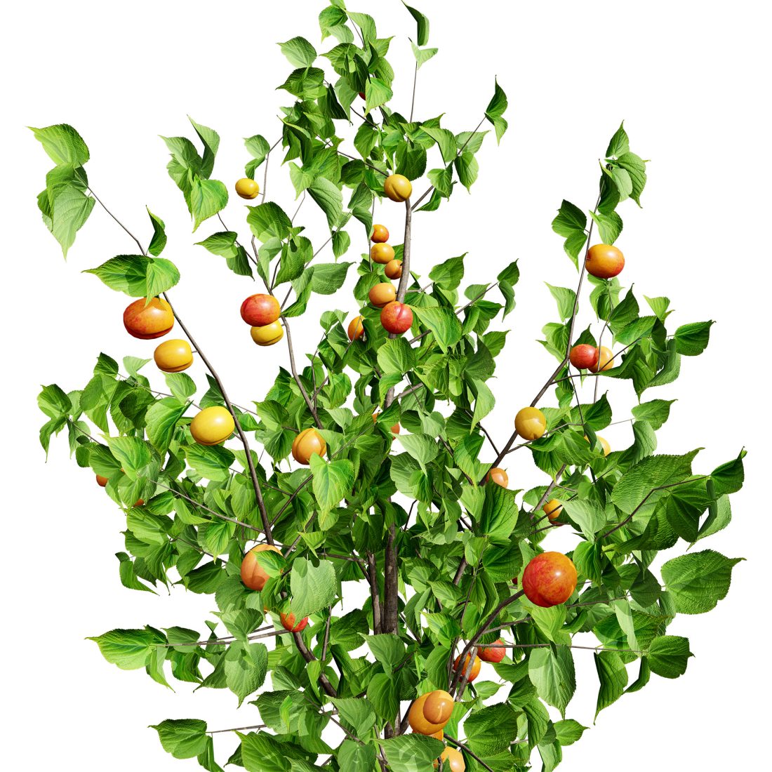 British Apricot 'flavorcot' Tree 3d Model 3D Model for VRay, Corona ...