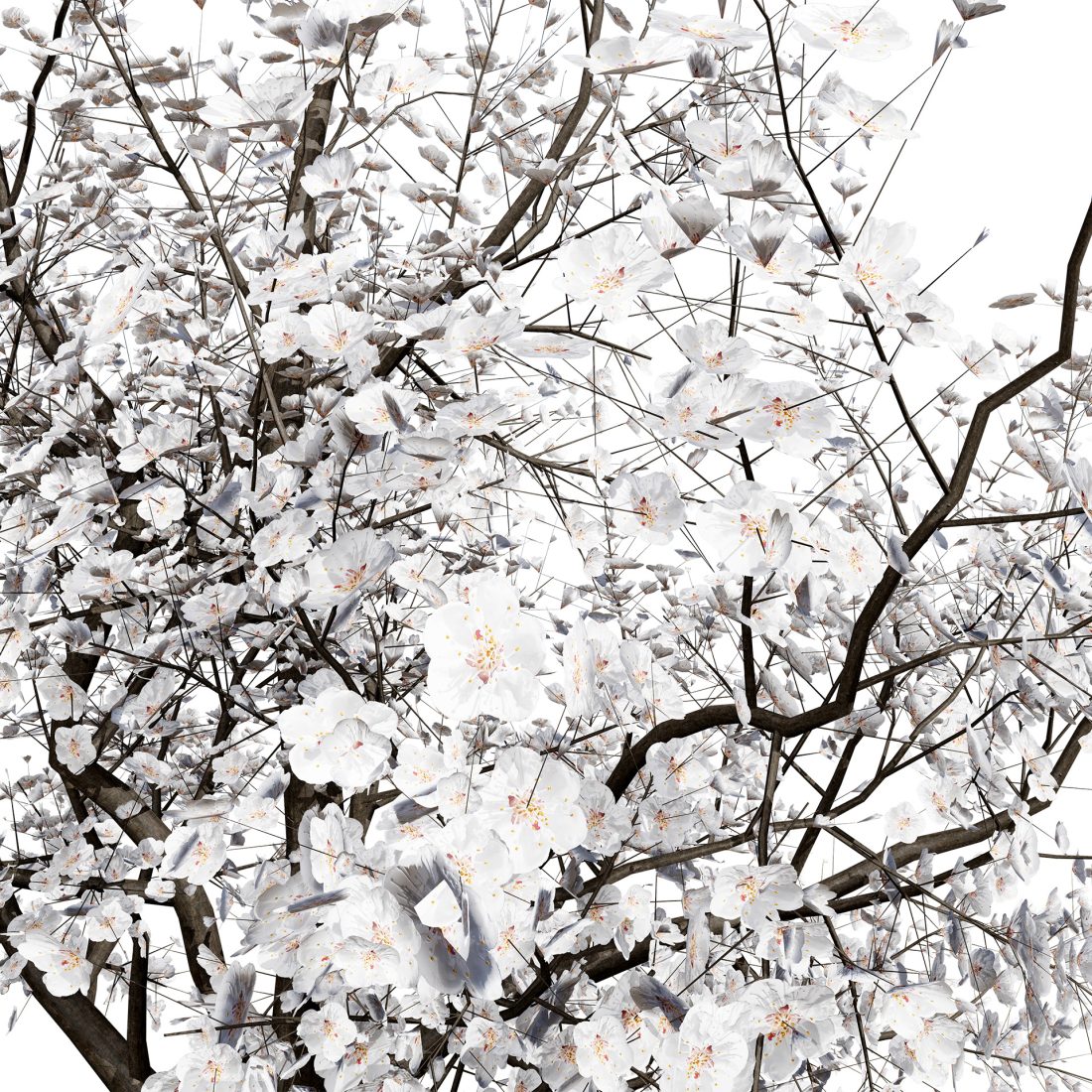 British Apricot 'flavorcot' Tree 3d Model 3D Model for VRay, Corona ...