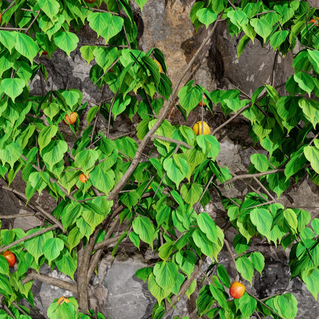 British Apricot 'flavorcot' Tree 3d Model 3D Model for VRay, Corona ...