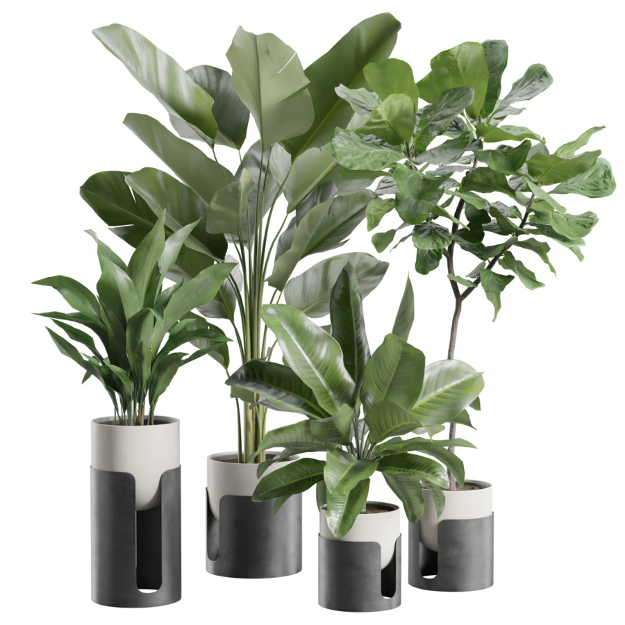 Indoor Plants Pack 101 by AllQuad