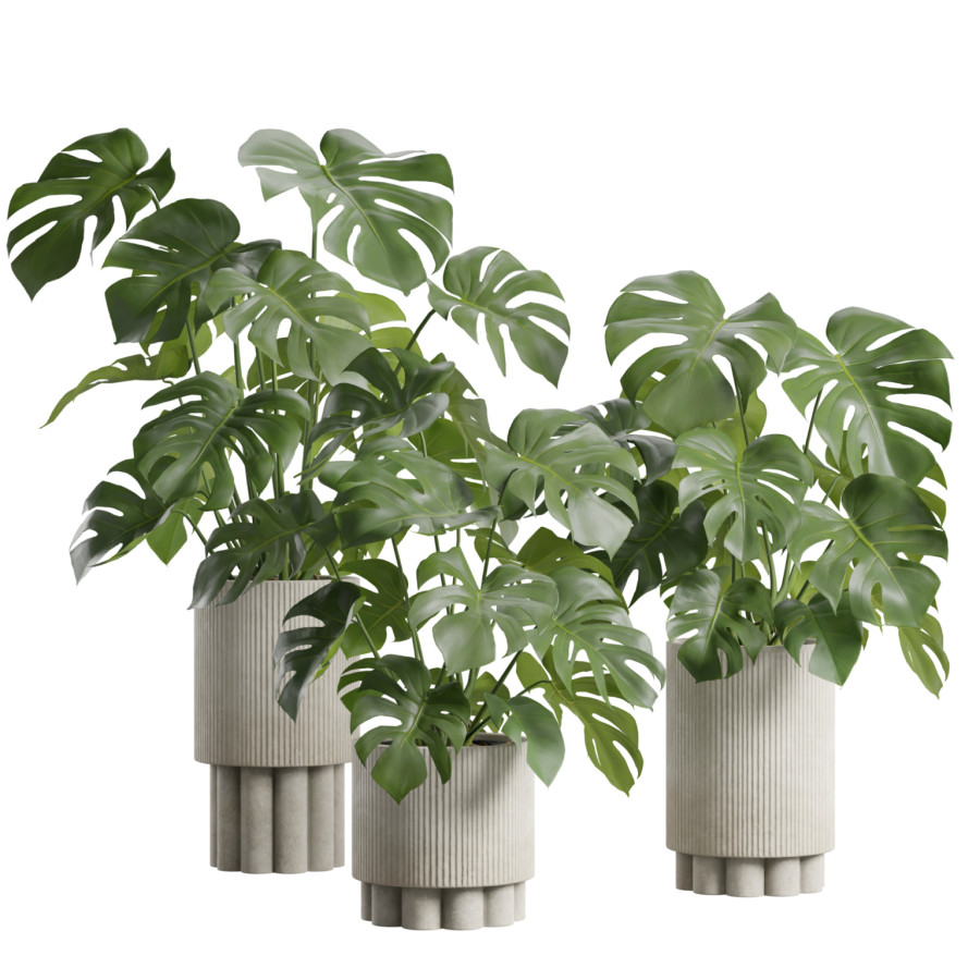 Monstera Deliciosa Pack by AllQuad