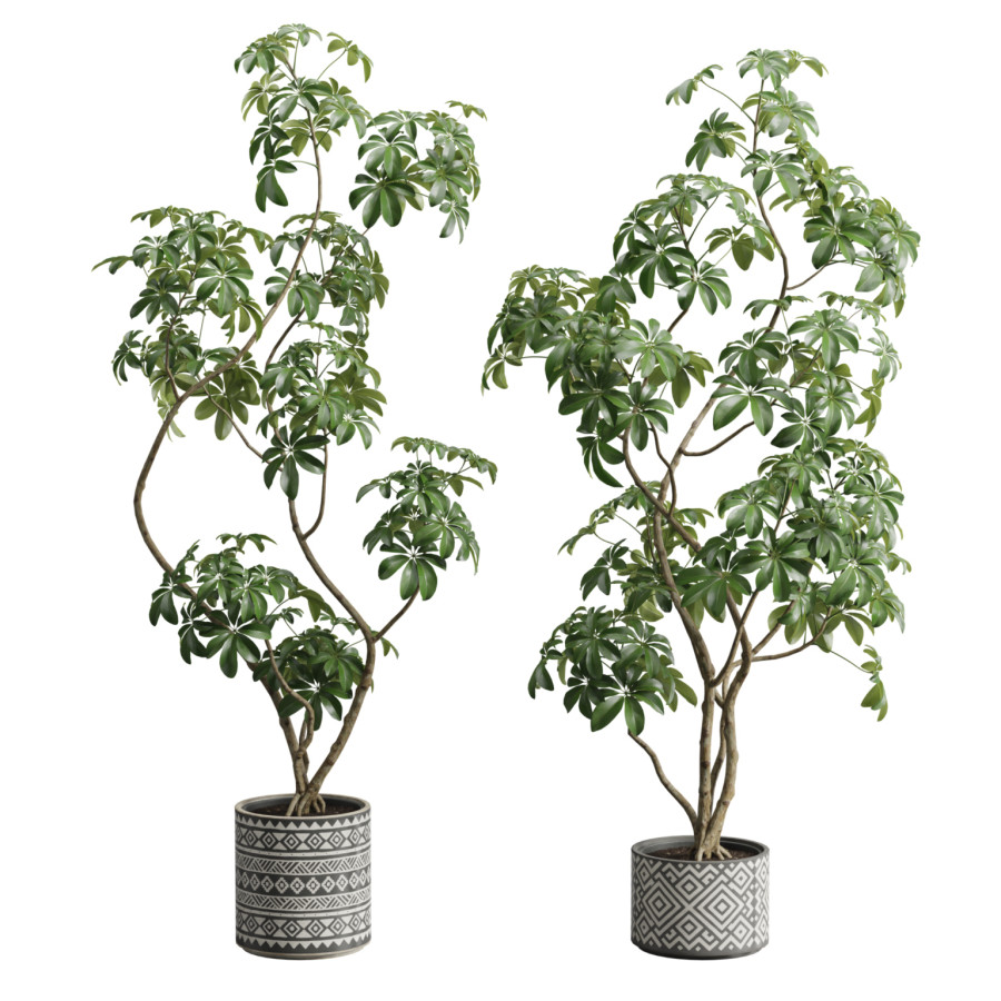 Schefflera Potted Plants by AllQuad