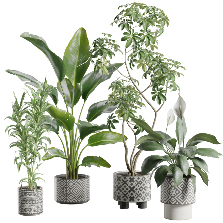 Indoor Plants Pack 102 by AllQuad