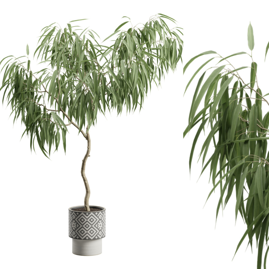 Ficus Alii In Pattern Pot by AllQuad