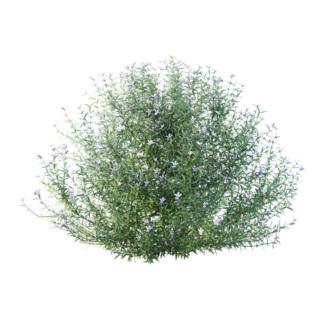 Blue Gem Westringia Plant 01 3D Model for VRay, Corona | CGMood