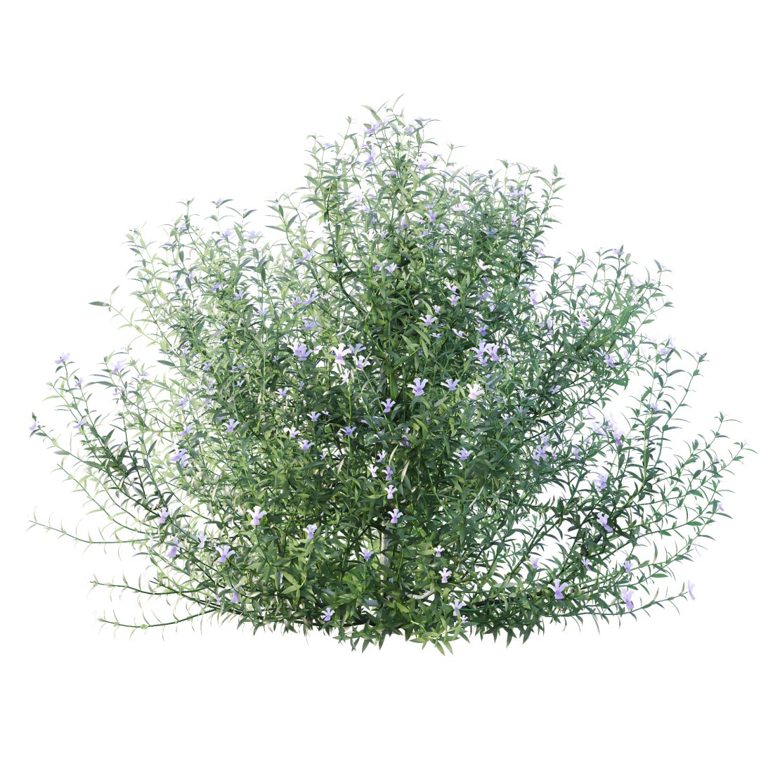 Blue Gem Westringia Plant 01 3D Model for VRay, Corona | CGMood
