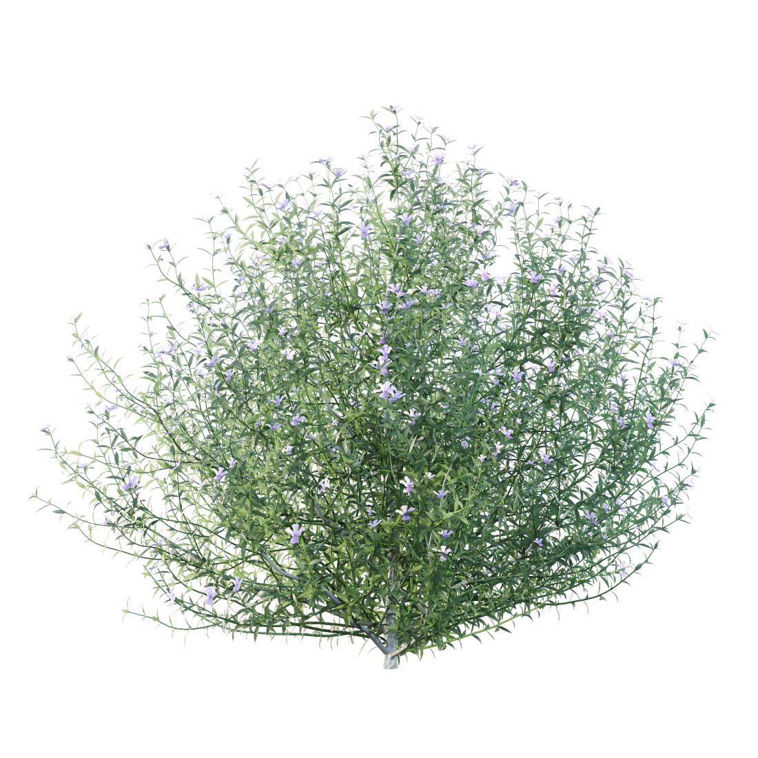 Blue Gem Westringia Plant 01 3D Model for VRay, Corona | CGMood