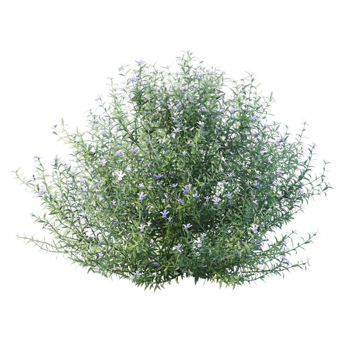 Blue Gem Westringia Plant 01 3D Model for VRay, Corona | CGMood